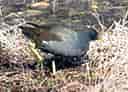 鳥類図鑑・バンの写真 10
